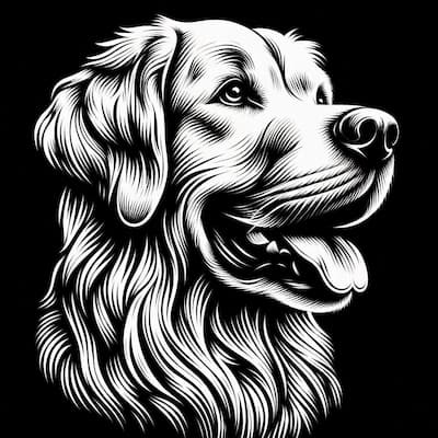 نژاد سگ گولدن رتریور - داگدو