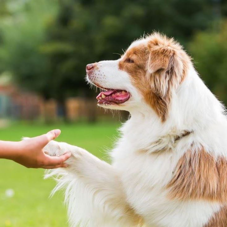 عکس آموزش پیشرفته سگ خانگی در محل